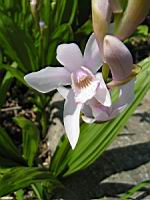 Bletilla Striata (fam. Orchidacees) (Chine) (07) (Photo F. Mrugala)